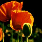 Mohn