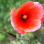 MOHN