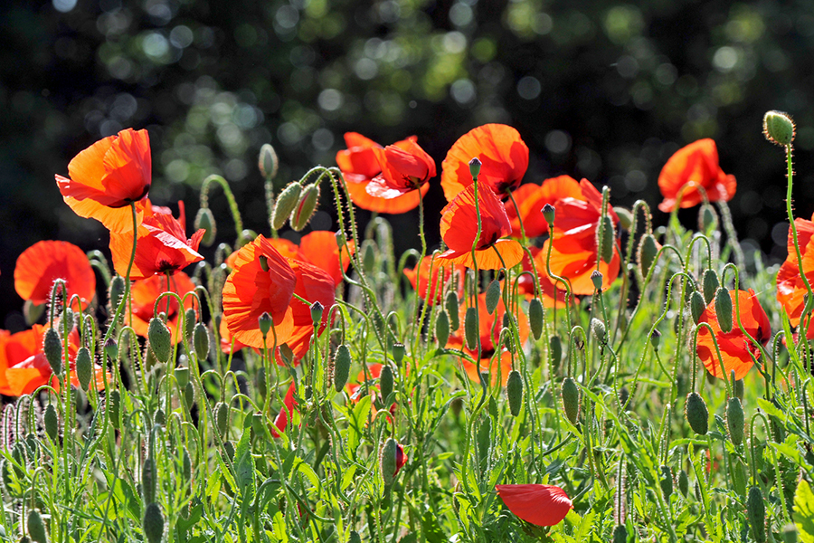 Mohn