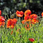 Mohn