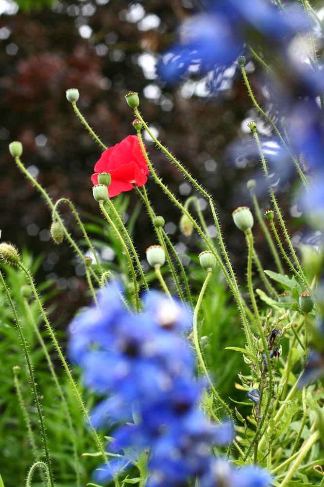 Mohn