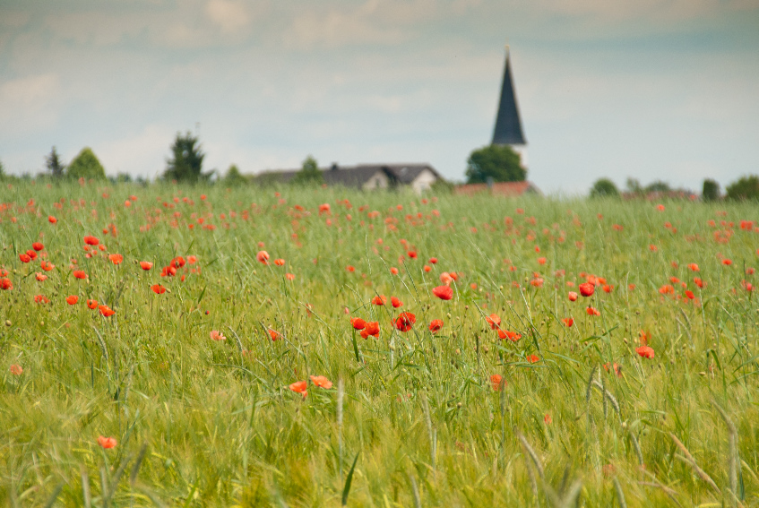 Mohn