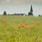 Mohn