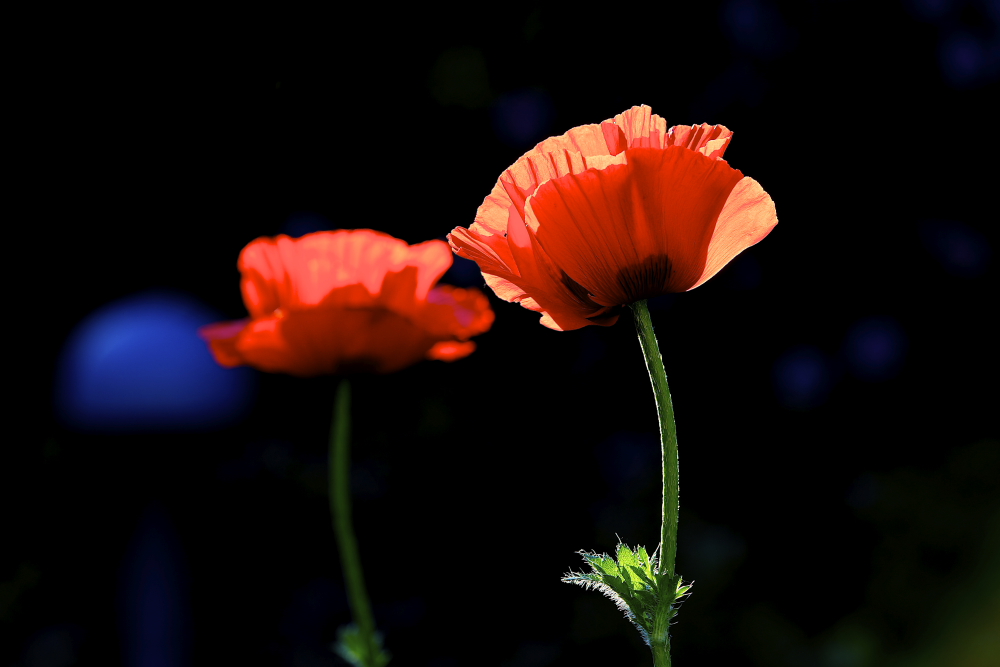 Mohn (21)