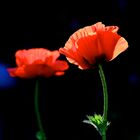 Mohn (21)