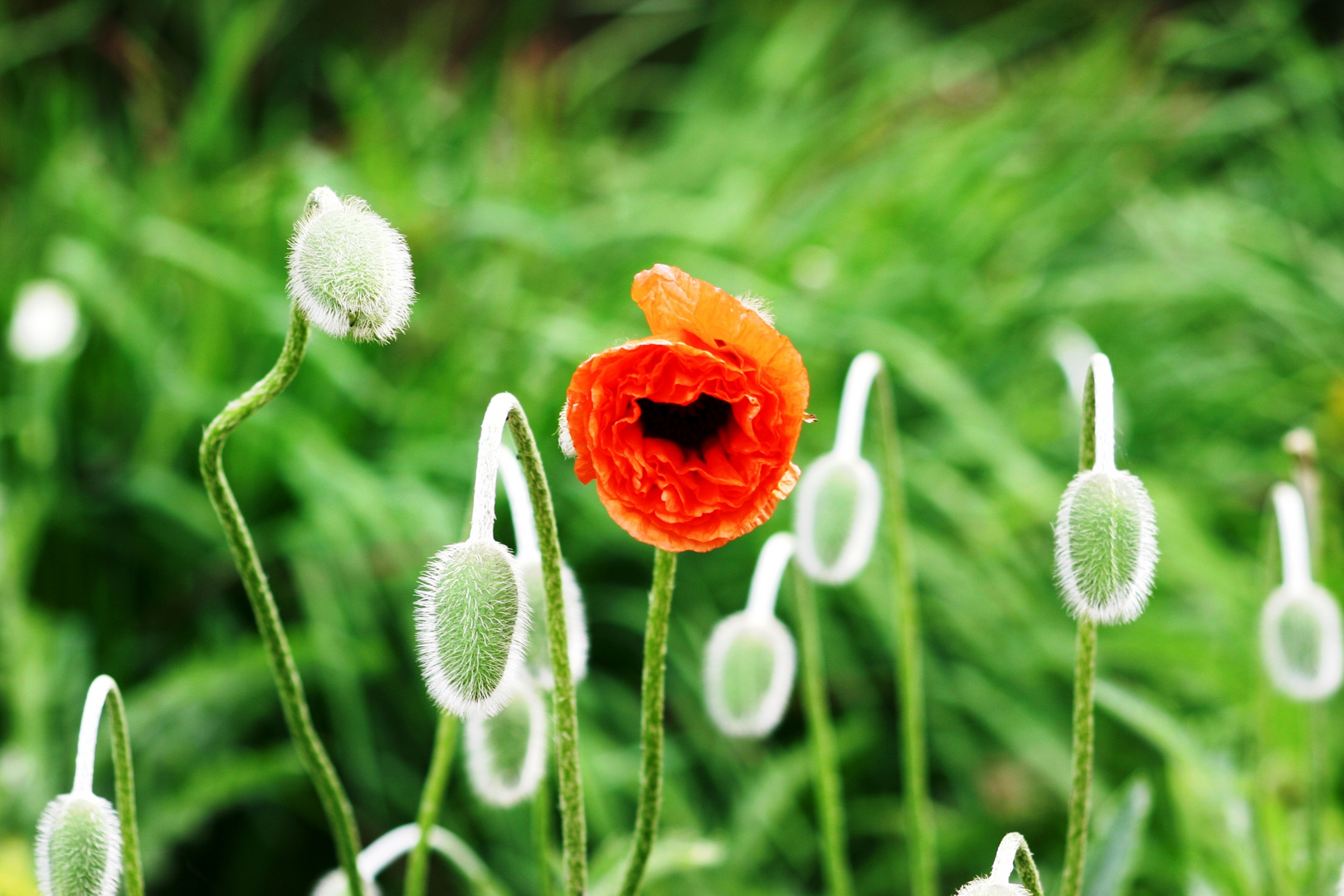 Mohn