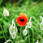 Mohn