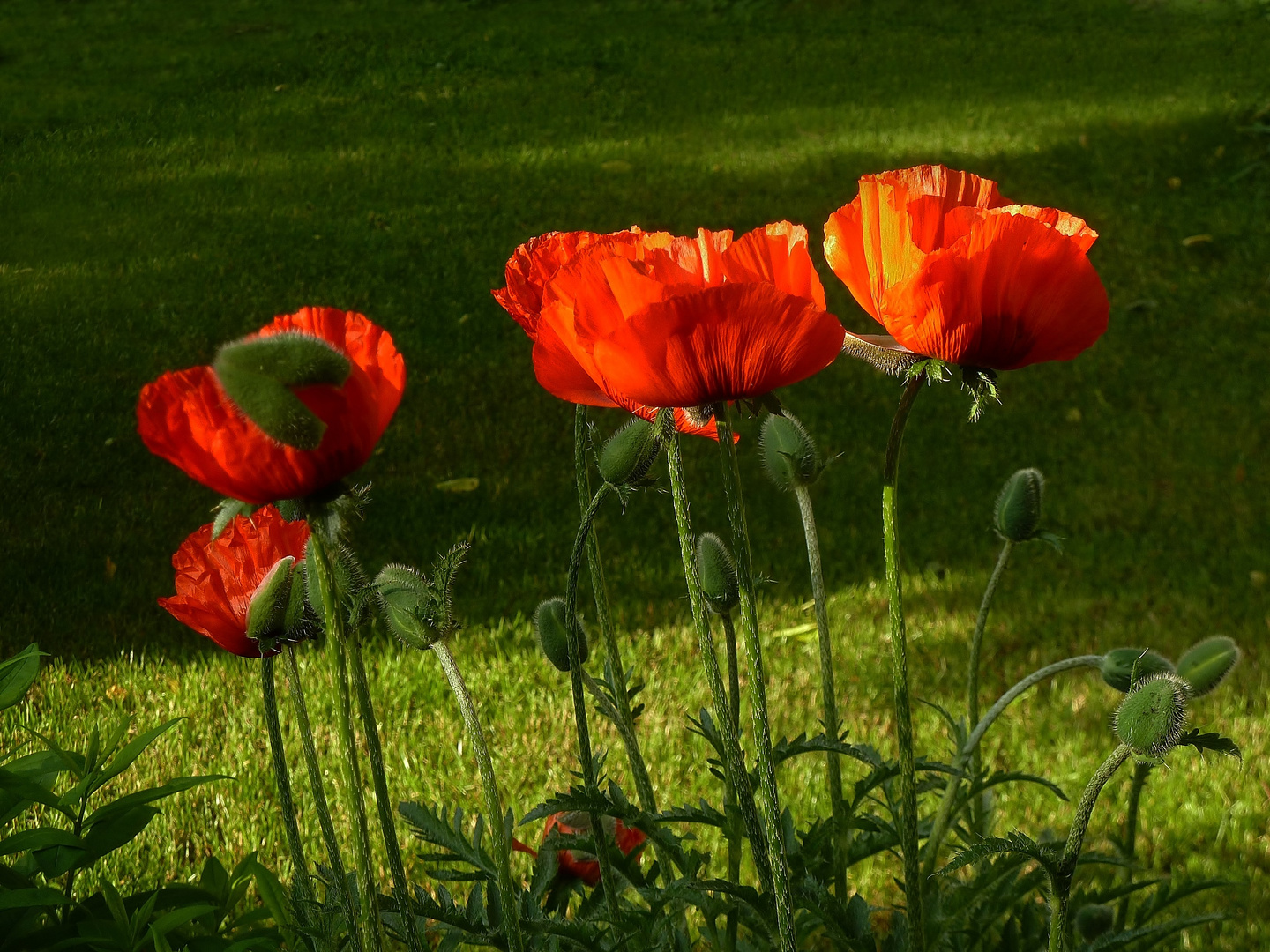 Mohn