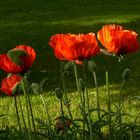 Mohn