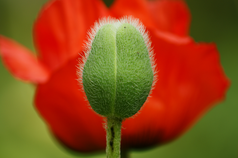 Mohn