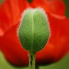 Mohn