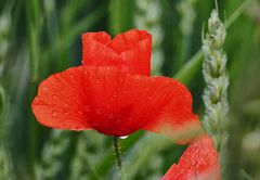 ... mohn
