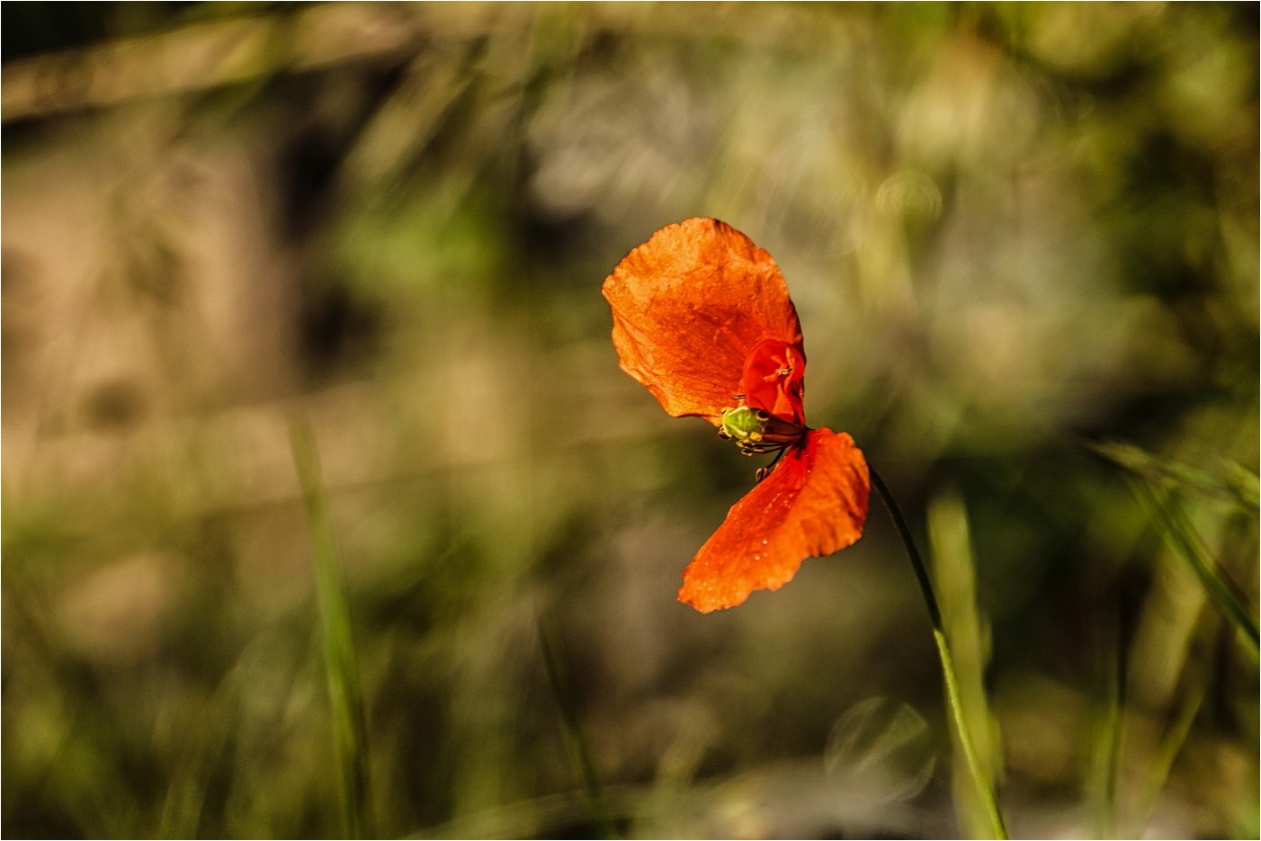 Mohn