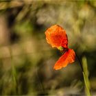 Mohn