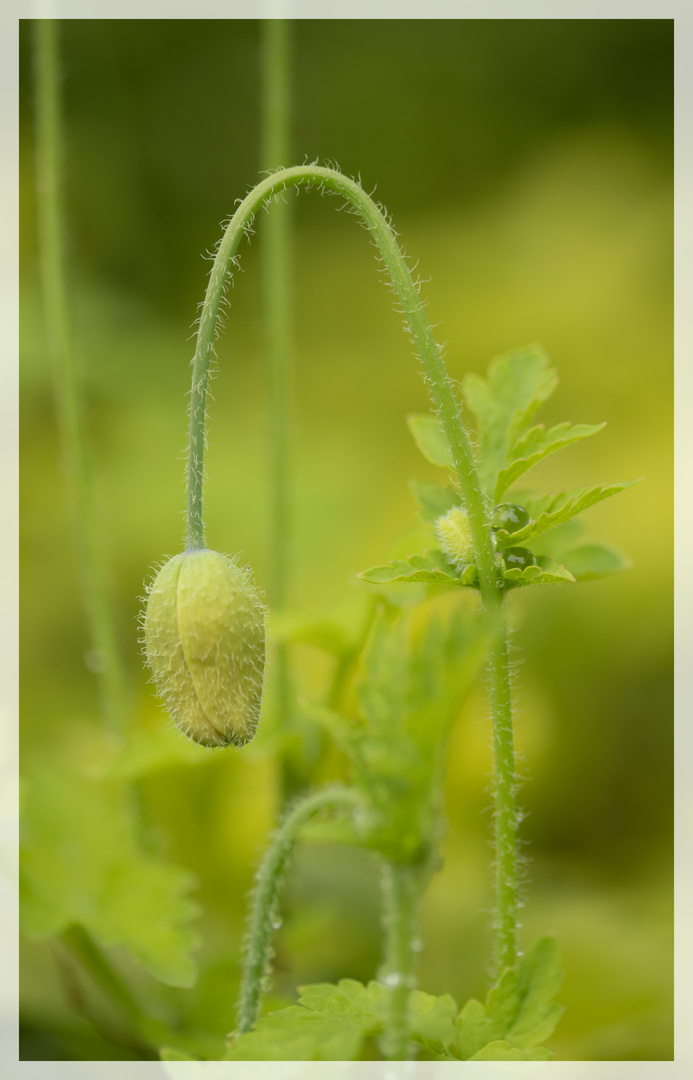 Mohn