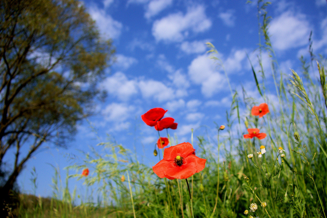 Mohn