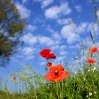 Mohn