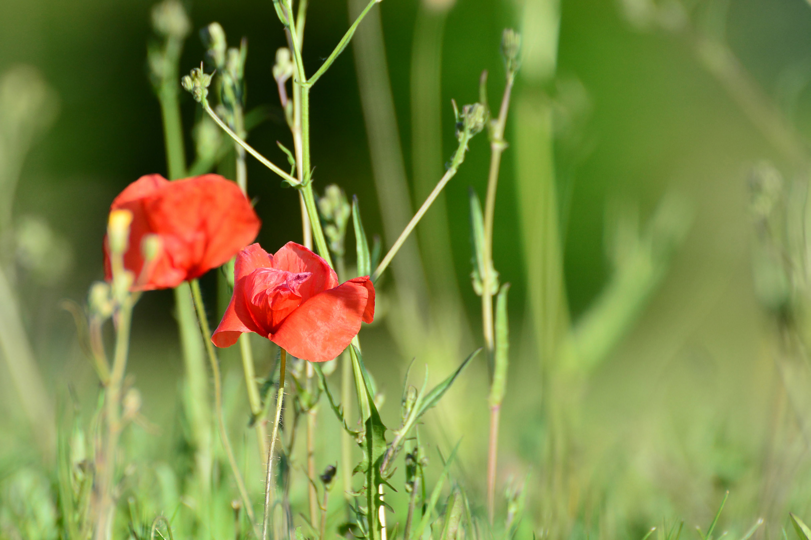 Mohn