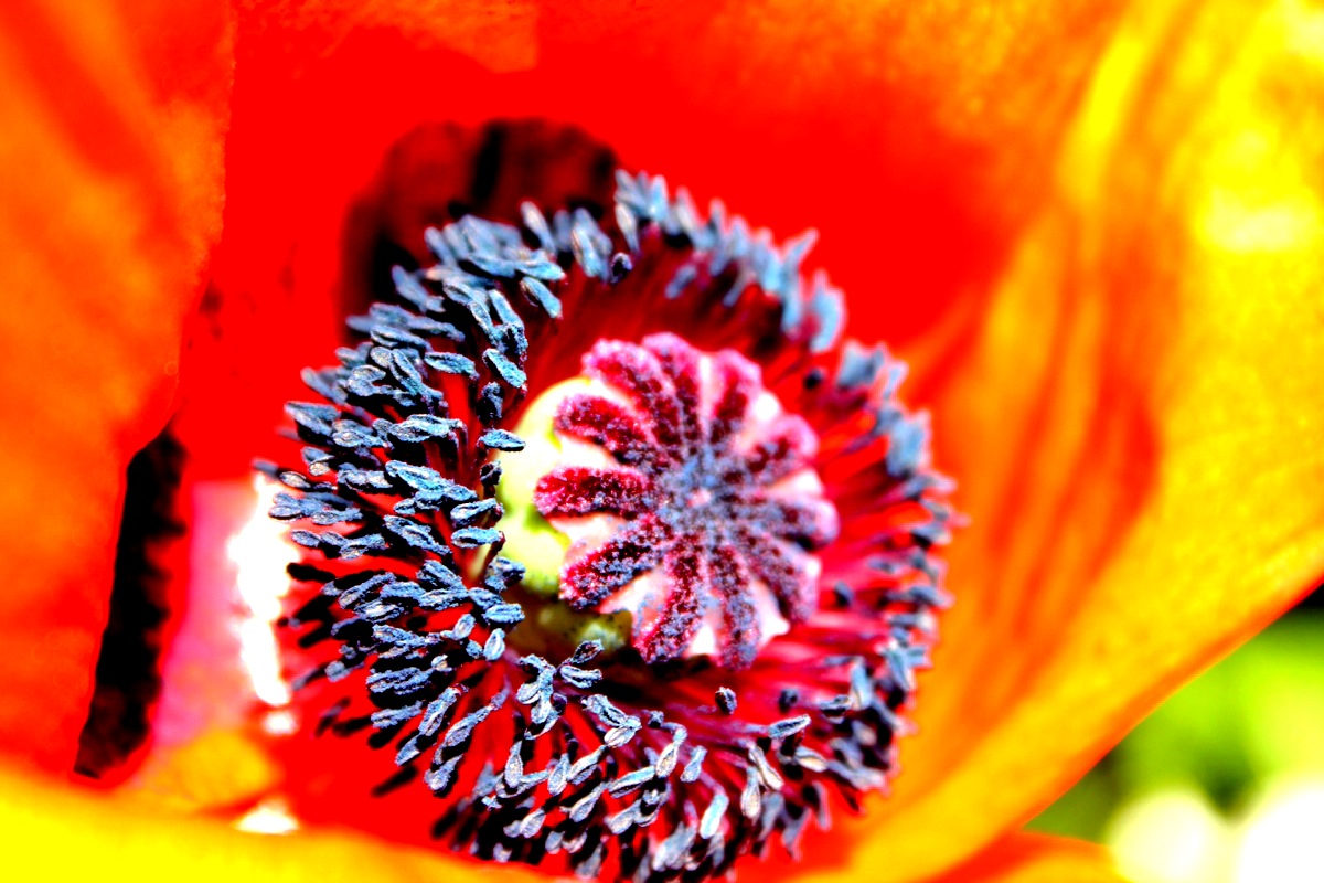 Mohn