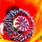 Mohn