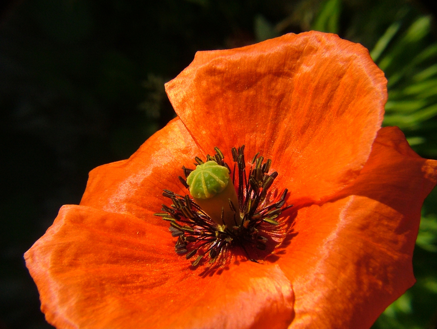 Mohn