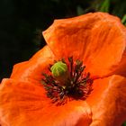 Mohn