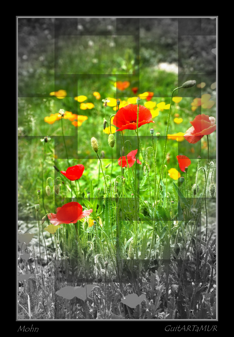 Mohn