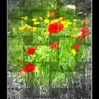 Mohn