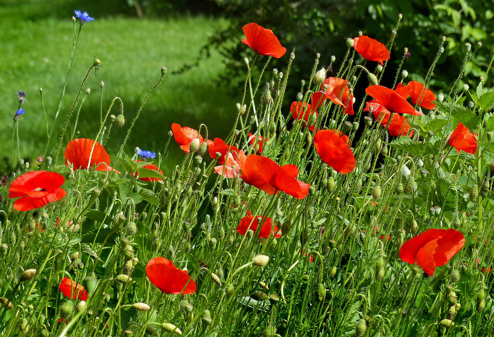 Mohn