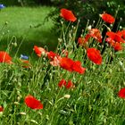 Mohn