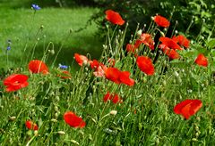 Mohn