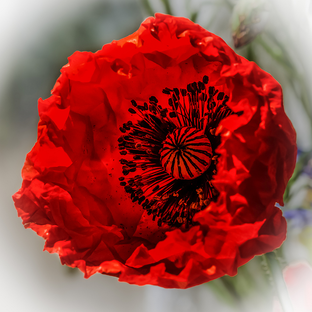 Mohn