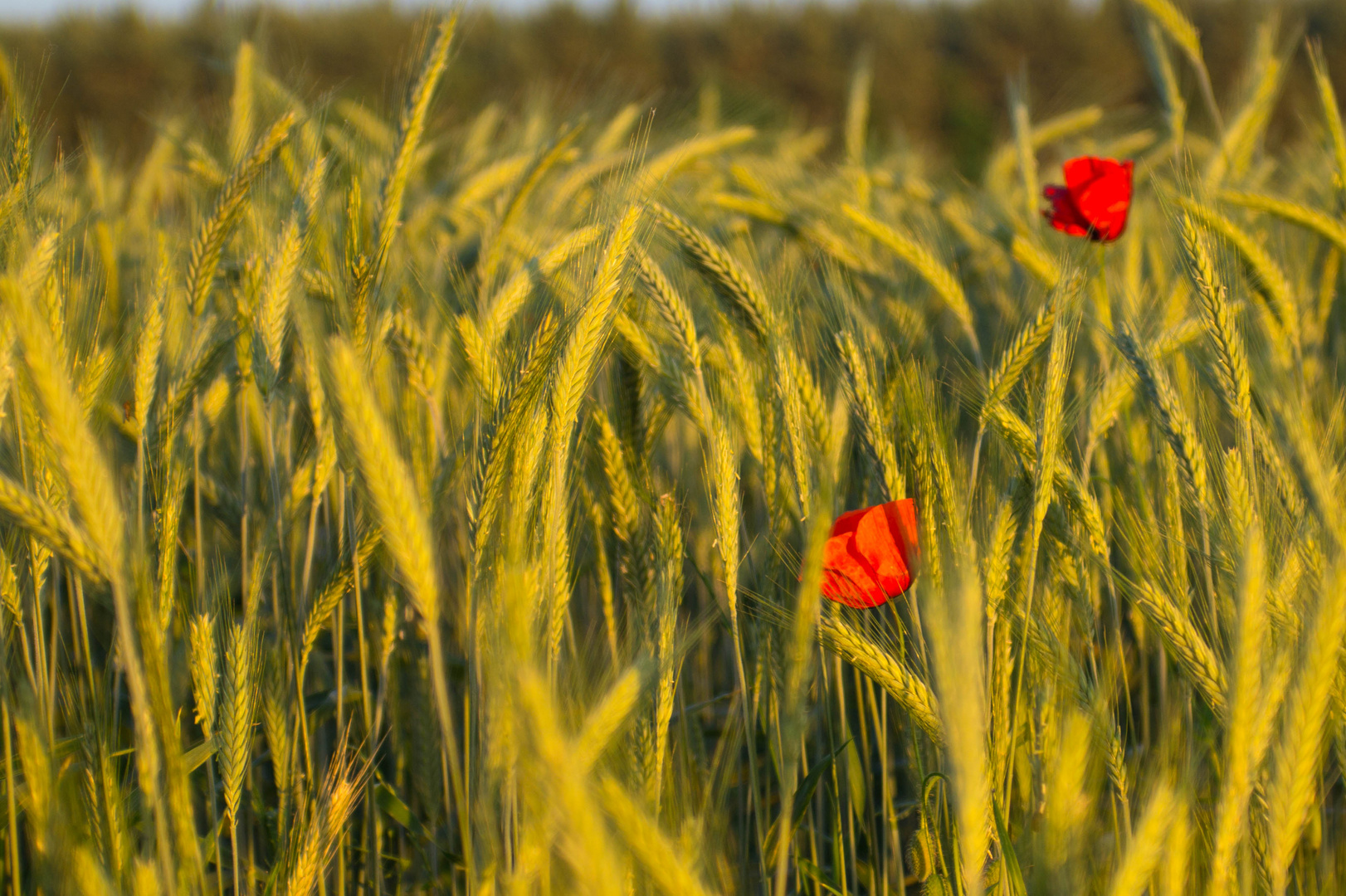 Mohn