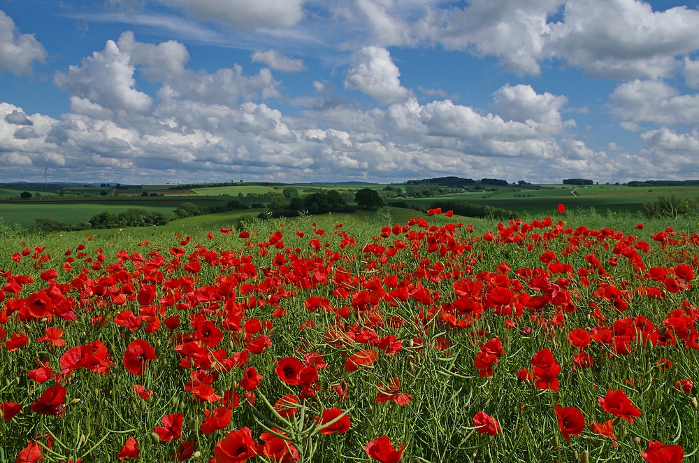 Mohn 23.5.14