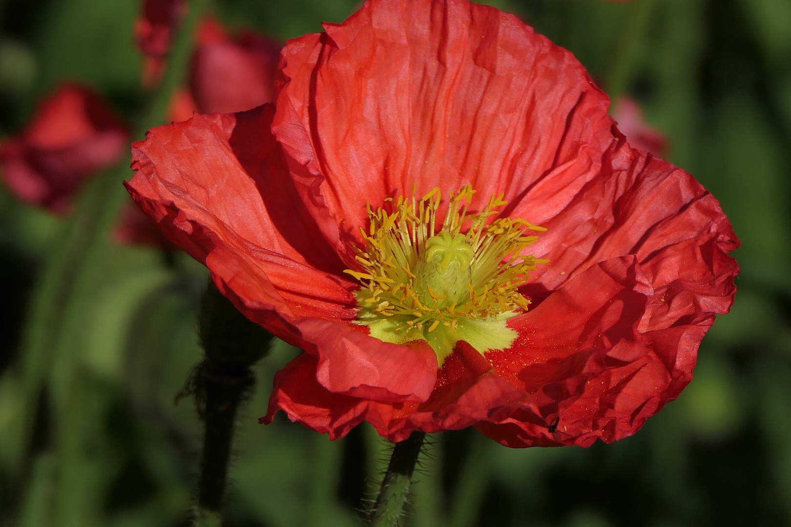 Mohn