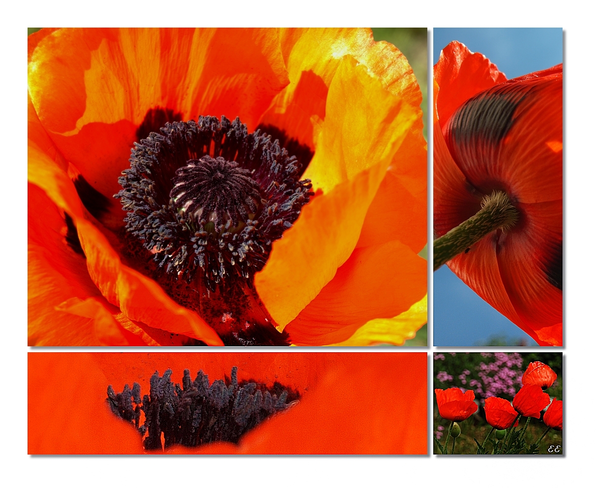 Mohn