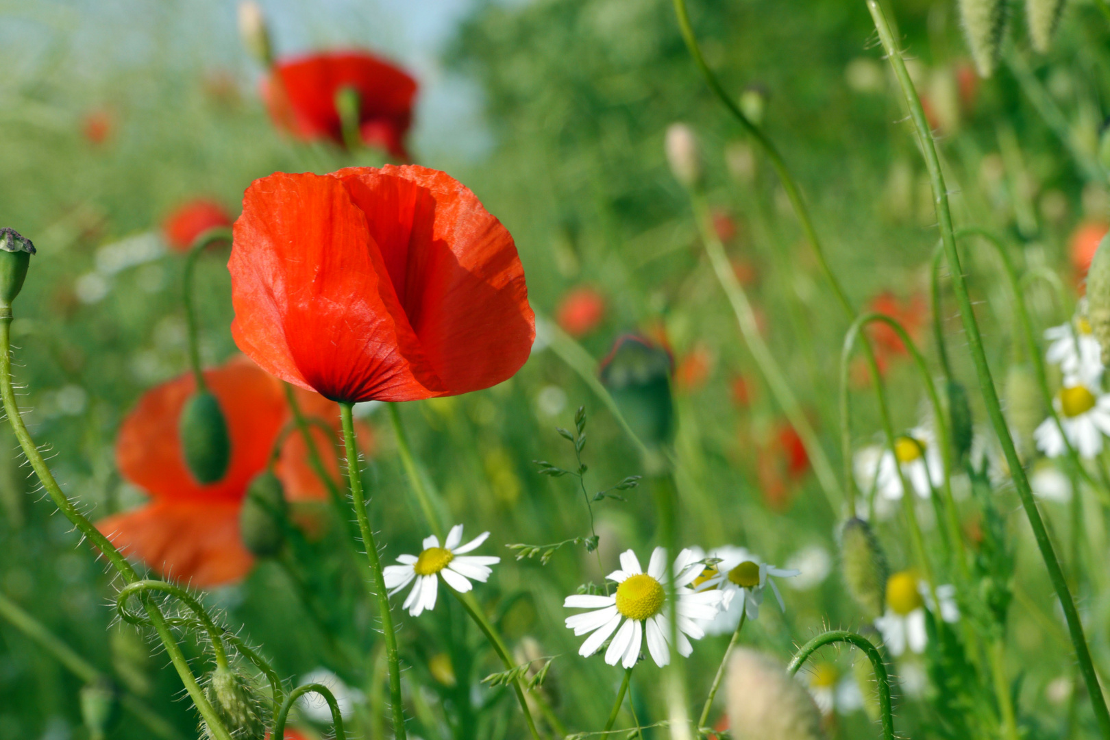 Mohn