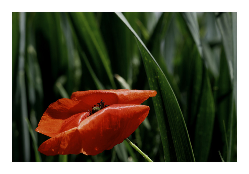 Mohn