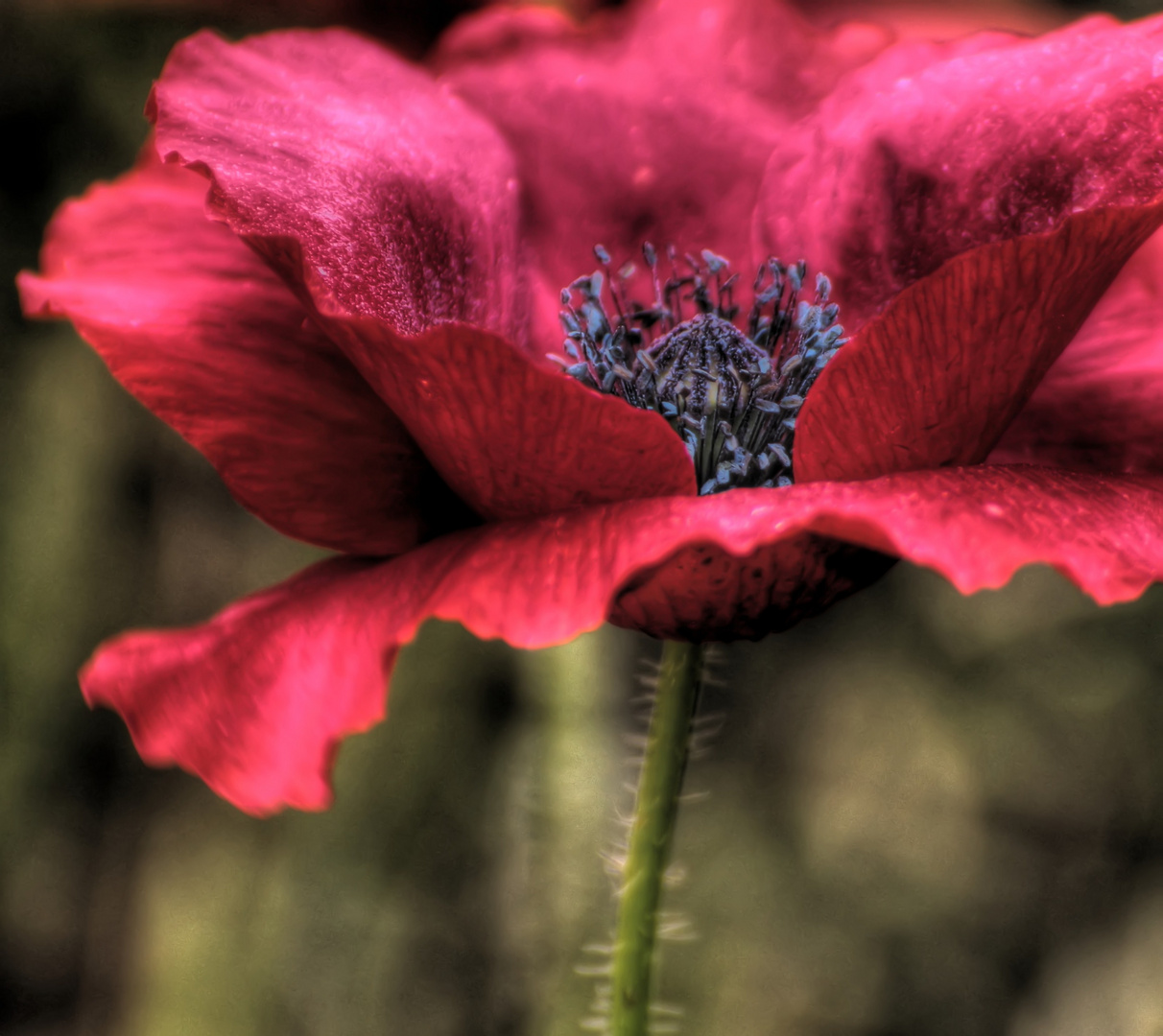 Mohn