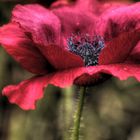 Mohn