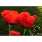 Mohn