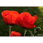 Mohn