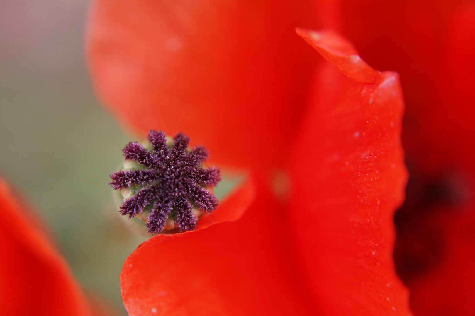 Mohn