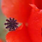 Mohn