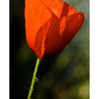 Mohn