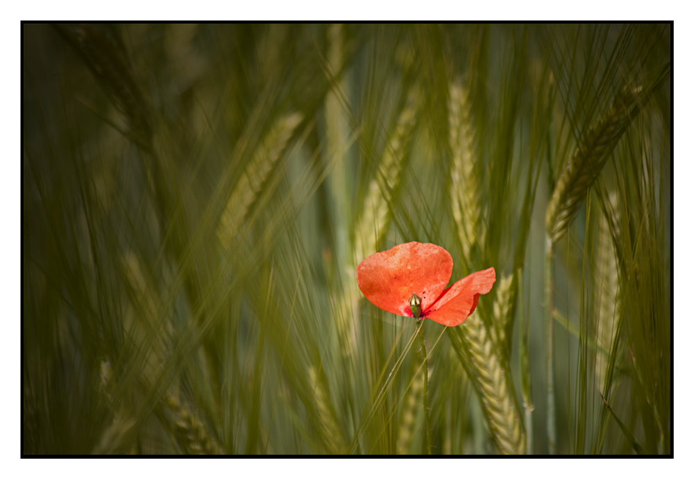 Mohn