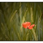 Mohn