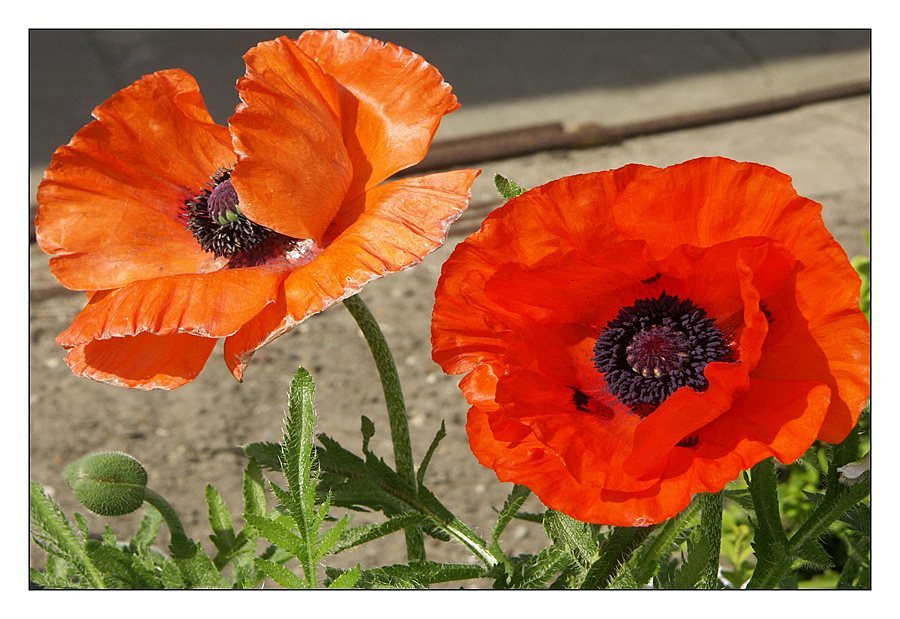 Mohn