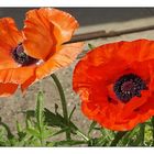 Mohn