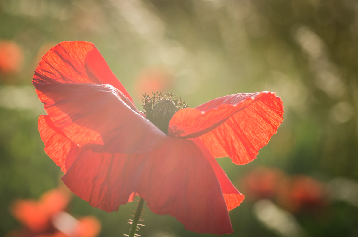 Mohn